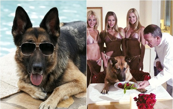 Chú chó giàu nhất thế giới có tài sản 8,7 nghìn tỷ và12 bảo mẫu làm dân mạng thốt lên: 'Sướng như chó là có thật' Ảnh 2