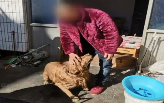 Chú chó thông minh dẫn xe cứu thương tới người chủ bị hôn mê bất tỉnh Ảnh 2