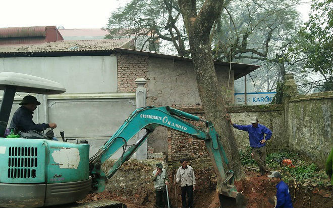 Vụ chặt cây sưa trăm tỷ ở Hà Nội: Khúc rễ tách đôi dân làng mất ngay chục tấn thóc Ảnh 2