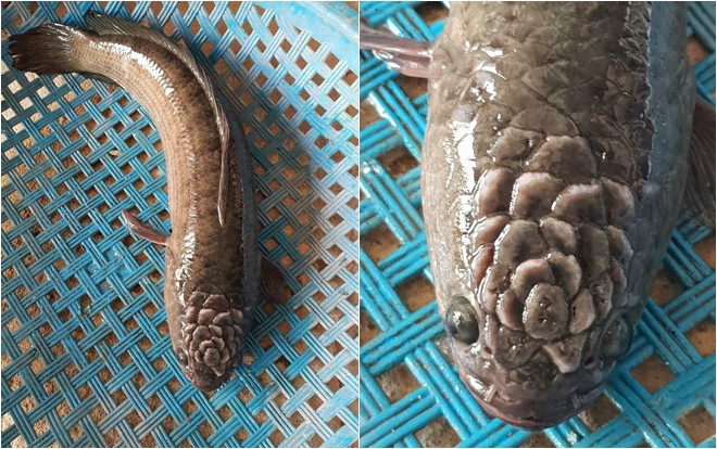 Đúng ngày ông Táo về trời, xuất hiện chú cá lạ có họa tiết trên đầu gây sốt mạng Ảnh 2