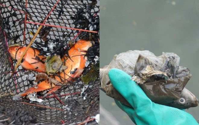 Chưa kịp về chầu trời ngày ông Công ông Táo, nhiều cá chép lăn ra chết vì người dân thả quá nhiều bụi tro xuống hồ Ảnh 2