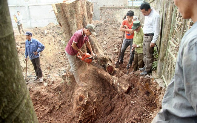 Tránh bị máy múc làm nứt toác gốc cây sưa trăm tỷ ở Hà Nội, dân làng canh tại trận yêu cầu thợ đào tỉ mỉ Ảnh 2