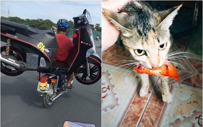 Dở khóc dở cười ngày ông Công ông Táo: Con nhỏ tắm xà phòng cho cá, anh bán hàng phóng sinh ngay trên… đường đi bán! Ảnh 2