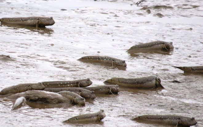 Cực lạ: Anh nông dân xứ đất Mũi nuôi cá thòi lòi như… thú cưng Ảnh 2