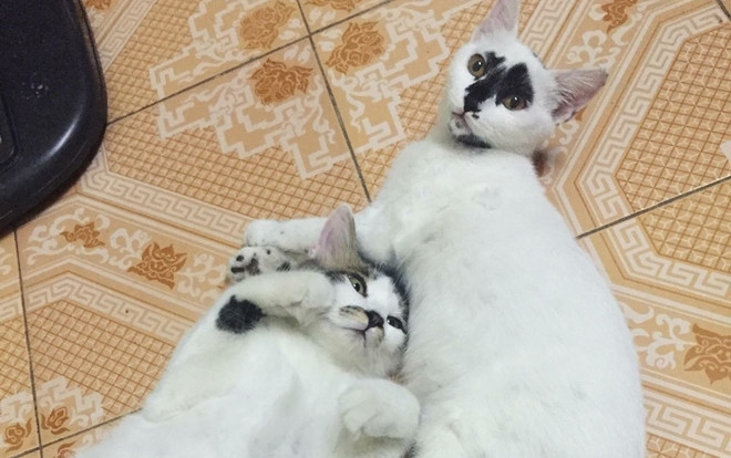 Chàng trai 'chơi lớn' bỏ gần 3 triệu thuê Limousine chở 2 mèo cưng về quê ăn Tết khiến nhiều người trầm trồ Ảnh 2