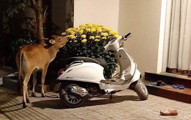 Dân mạng cười bò không biết thả ‘sad’ hay ‘haha: Hai chậu cúc đẹp chưng Tết bị mất sạch bông vì thủ phạm bất ngờ Ảnh 2