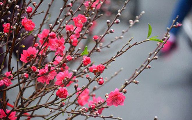 Người dùng Internet Việt Nam quan tâm đến điều gì những ngày cận Tết Kỷ Hợi? Ảnh 2