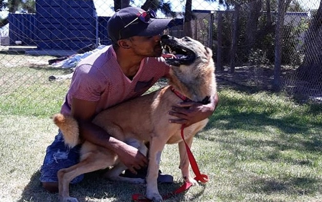 Chú chó trung thành bị dao găm vào đầu khi cương quyết bảo vệ chủ nhân Ảnh 2