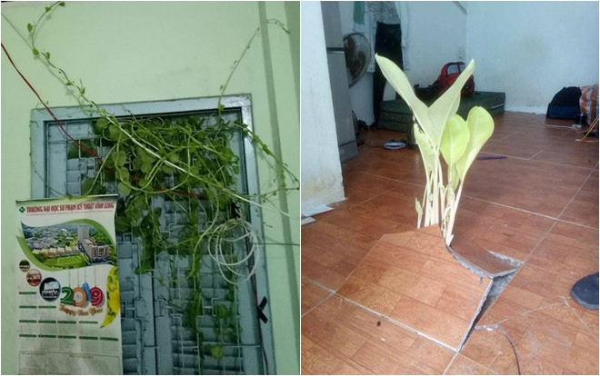 Phòng trọ sinh viên sau Tết: Dây leo đầy tường, nồi cơm điện mốc dài 8cm và những điều ám ảnh hơn thế… Ảnh 2