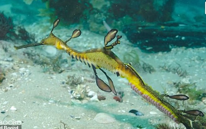 Cận cảnh rồng biển đực 'mang thai' Ảnh 2