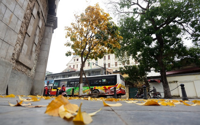 Xao xuyến ngắm Hà Nội lạ lẫm trong mùa lá đổi màu vàng, đỏ giữa lúc xuân sang Ảnh 2