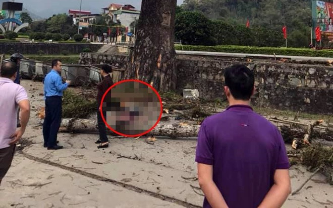 Nam thanh niên đi bộ trên đường bị cành cây gạo lớn rơi trúng người tử vong Ảnh 2