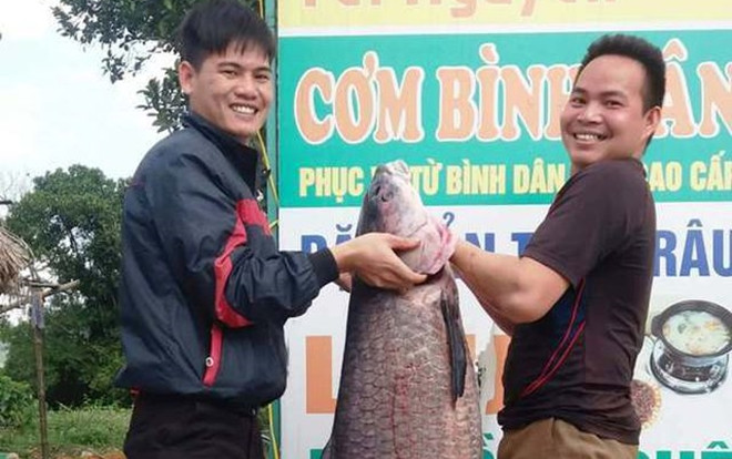 Choáng với chú cá trắm đen nặng 33kg, dài gần 1m bị ngư dân bắt được đúng ngày Vía Thần tài Ảnh 2