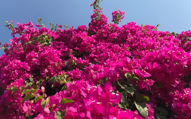 Cây hoa giấy 'khủng' đỏ rực giữa đảo Lý Sơn, du khách ngất ngây Ảnh 2