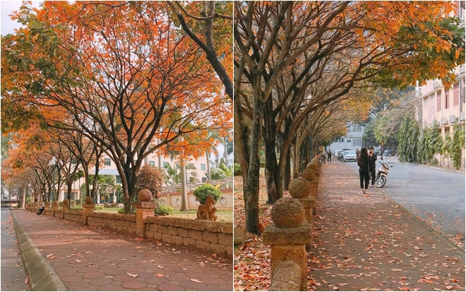 Con đường lá vàng ngợp trời ở ĐH sư phạm chẳng kém gì Hàn Quốc được các bạn trẻ thi nhau ‘sống ảo’ Ảnh 2