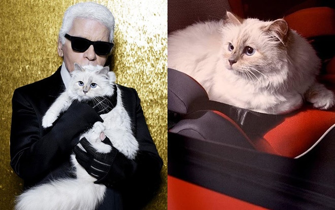 Karl Lagerfeld qua đời, chú mèo Choupette có thể thừa kế 200 triệu USD từ người chủ quá cố Ảnh 2