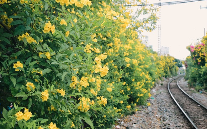 Có một mùa hè vàng rực quanh con xóm nhỏ đường ray tàu ở Sài Gòn Ảnh 2