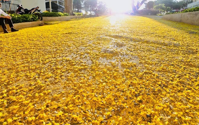 Hoa phượng vàng rực rỡ phủ kín sân trường THCS đẹp như mộng khiến nhiều người mê mẩn Ảnh 2