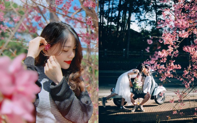 Chẳng cần xuất ngoại du hí tận Hàn Quốc, Đà Lạt cũng có một mùa mai anh đào tuyệt đẹp chiếm trọn lòng khách phương xa Ảnh 2