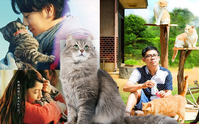 Tuyển tập những bộ phim Nhật Bản đậm đà tình cảm giữa người và mèo (Phần 1) Ảnh 2