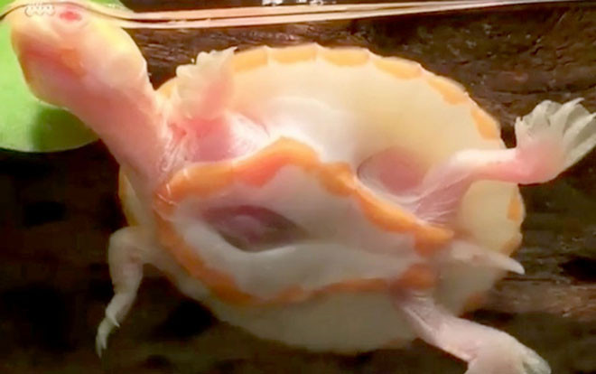 Cận cảnh con rùa bạch tạng có trái tim nằm ngoài lồng ngực Ảnh 2