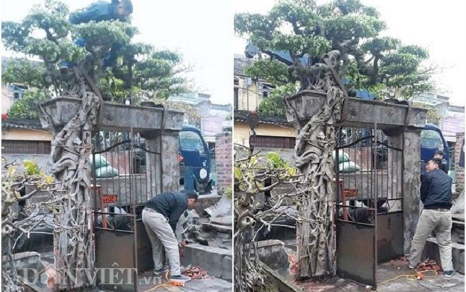Xôn xao cây sanh cổ bán kèm cổng nhà giá 6.000 USD ở Nam Định? Ảnh 2