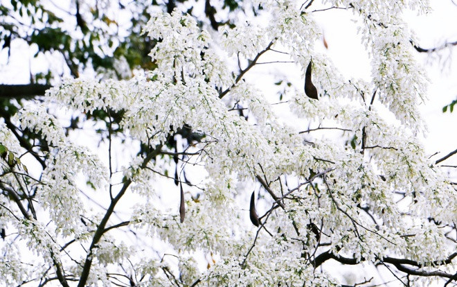 Hoa sưa khoe sắc trắng tinh khôi khắp phố phường Hà Nội trong tiết trời giao mùa Ảnh 2
