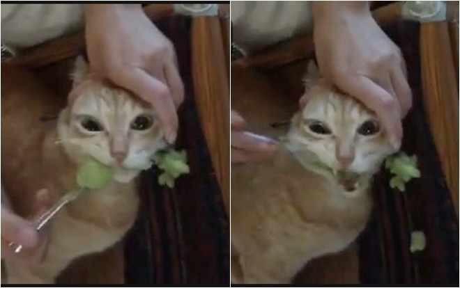 Khoe clip bón cháo cho mèo ăn, cô gái tưởng được khen vì yêu thương động vật nào ngờ bị dân mạng mắng tới tấp vì lý do đáng trách Ảnh 2