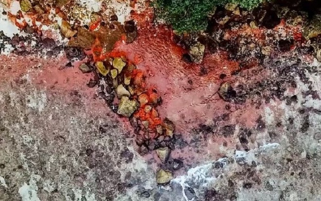 Bãi biển đột nhiên nhuộm đỏ như máu, lý do phía sau khiến ai cũng sửng sốt Ảnh 2