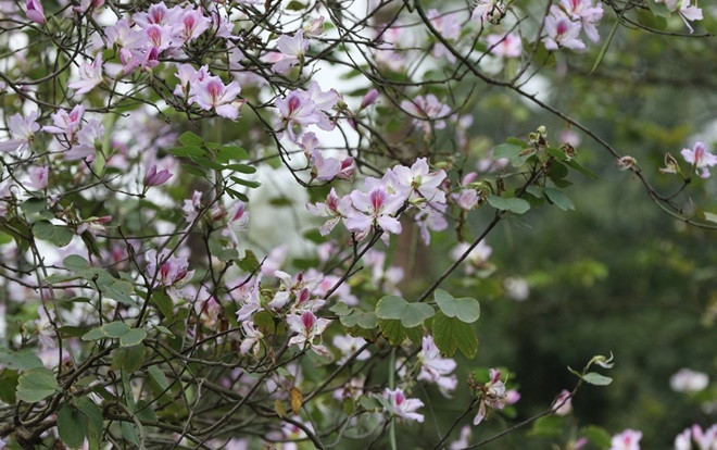 Chùm ảnh: Hoa ban dịu dàng khoe sắc tím dưới trời Hà Nội Ảnh 2