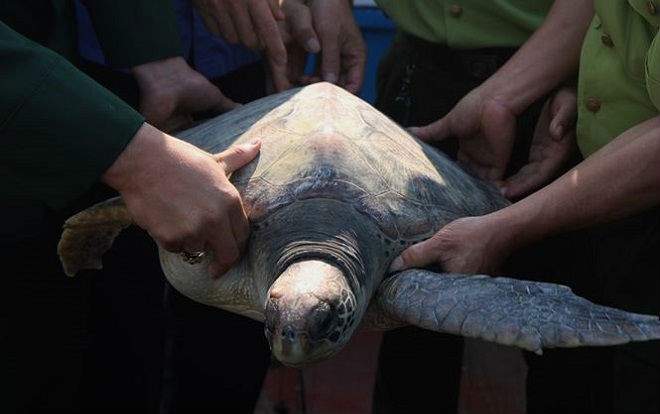Rùa 'khủng' quý hiếm được thả về biển Ảnh 2