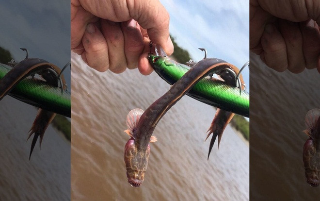 Ngư dân 'choáng' khi phát hiện sinh vật kỳ dị không mắt, hàm răng sắc nhọn bí ẩn dưới sông Ảnh 2