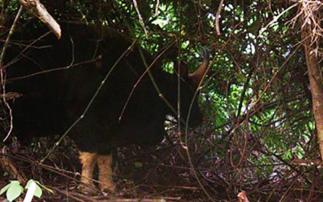 Lần đầu tiên chụp được ảnh bò tót ở Vườn quốc gia Phong Nha Ảnh 2