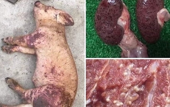 Thực hư tin đồn dịch tả lợn Châu Phi lây sang người gây hoang mang dư luận Ảnh 2