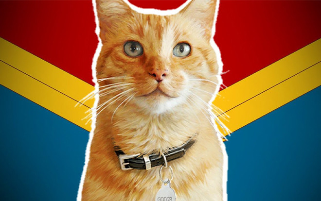 Những sự thật thú vị về em mèo Goose đang gây sốt nhất 'Captain Marvel' Ảnh 2