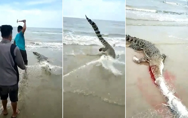 Cá sấu mắc vào lưới đánh cá, ngư dân dùng búa đánh đập tàn nhẫn Ảnh 2