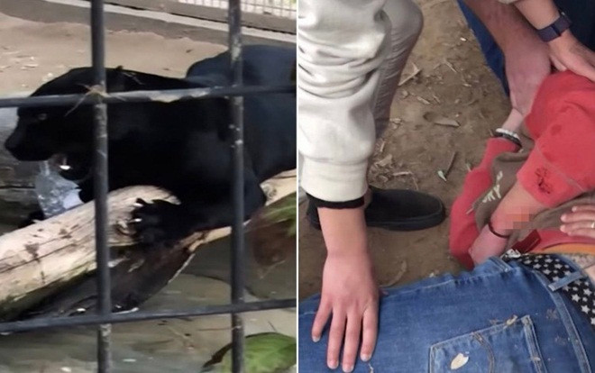 Cố tình vượt hàng rào vào chuồng báo chụp ảnh 'tự sướng', người phụ nữ nhận cái kết thảm thương Ảnh 2