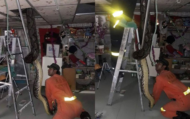 Nghe tiếng động lạ trên trần nhà, gia đình tá hỏa khi phát hiện thấy thứ này Ảnh 2