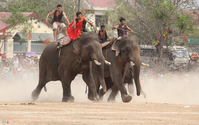 Khán giả trèo lên cây xem voi đá bóng giữa trưa Ảnh 2