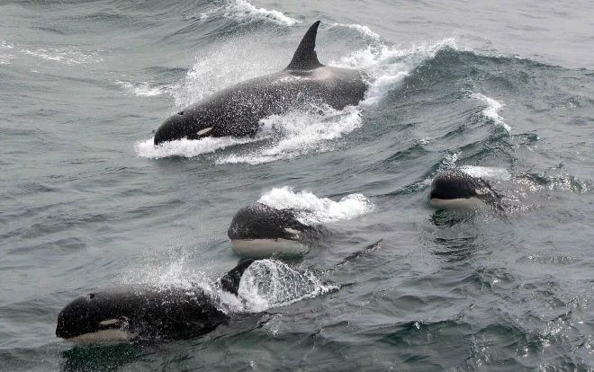 Phát hiện chấn động về nhóm cá voi sát thủ mới ở Nam Đại Dương Ảnh 2