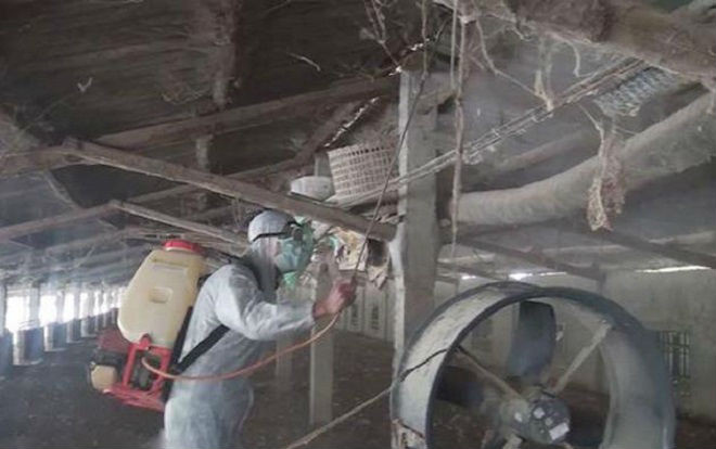 Nghệ An đã xuất hiện dịch tả heo châu Phi Ảnh 2