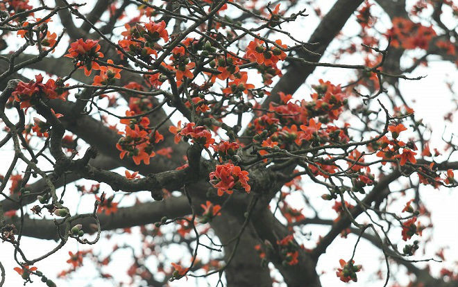 Chùm ảnh: Tháng 3 về, hoa gạo nở bung đỏ rực góc phố Hà Nội Ảnh 2