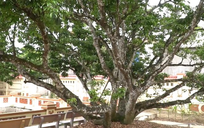 Chạm tay vào cây vải tổ 200 năm ở Hải Dương Ảnh 2
