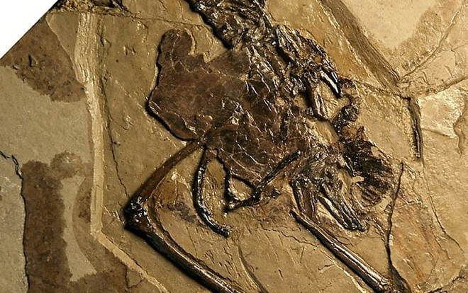 Phát hiện trứng hóa thạch trong xác chim tiền sử 110 triệu năm tuổi Ảnh 2