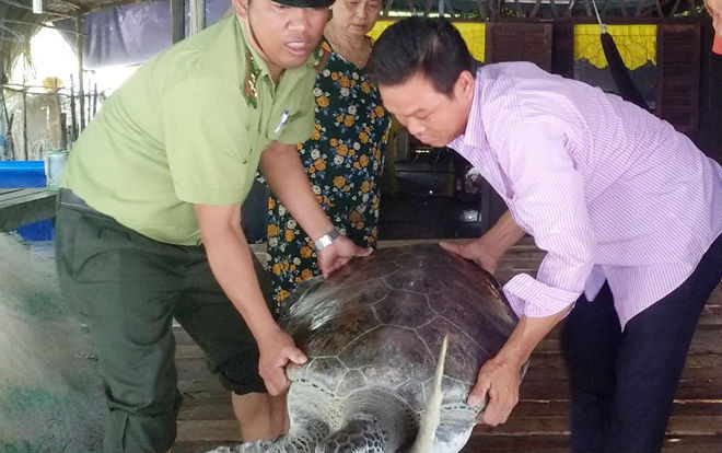 Thả rùa quý hiếm bị mắc lưới về biển Ảnh 2