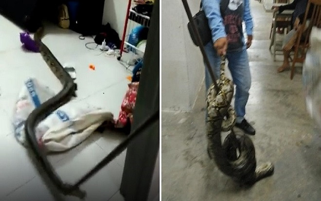 Đang ngủ, cô gái 'đứng tim' khi phát hiện bị trăn khổng lồ dài 3 m cuốn quanh cổ Ảnh 2