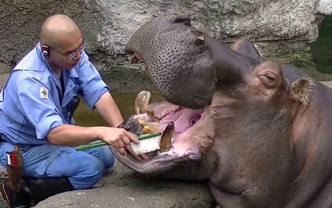 Việc nhàn lương cao sinh viên đã biết chưa: Đánh răng cho hà mã kiếm tiền 'khủng' 100 triệu/ tháng Ảnh 2