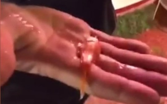 Nuốt sống cá vàng, người đàn ông bị phạt 11 triệu đồng Ảnh 2