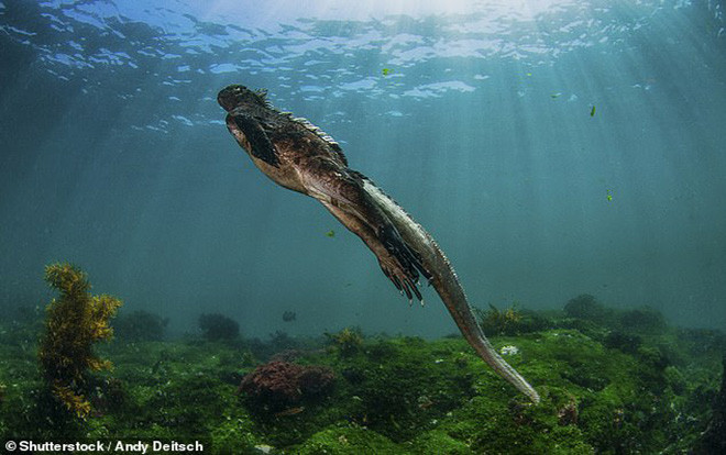 Sinh vật lạ uy hiếp hàng trăm loài ở hòn đảo đẹp nhất thế giới Ảnh 2