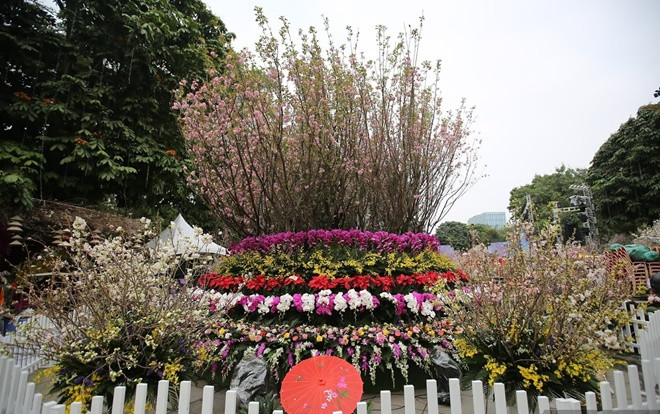 Chùm ảnh: Người Hà Nội háo hức chụp ảnh tại lễ hội hoa anh đào Nhật Bản - Hà Nội 2019 Ảnh 2